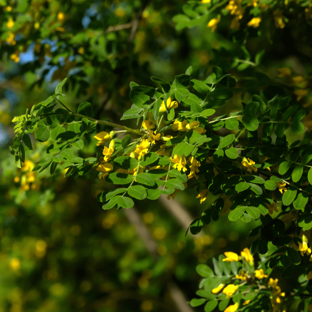 comprar planta caragana em portugal