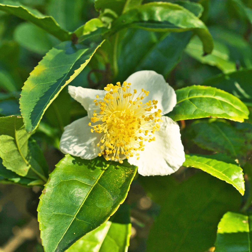 comprar planta do chá Camellia Sinensis em portugal