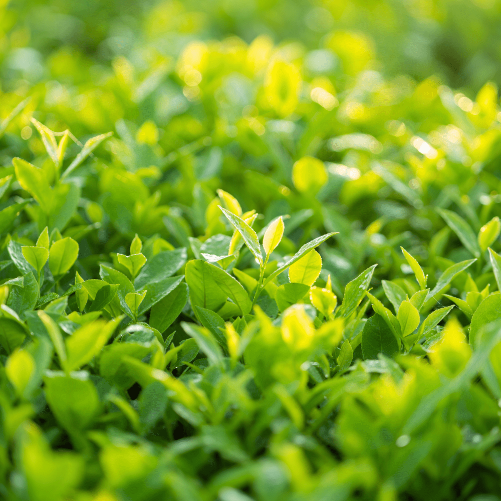comprar planta do chá Camellia Sinensis em portugal