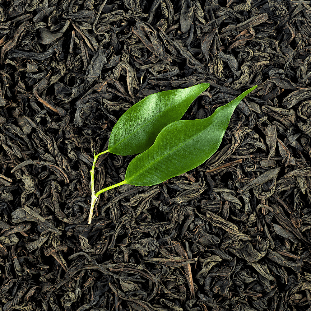 comprar planta do chá Camellia Sinensis em portugal