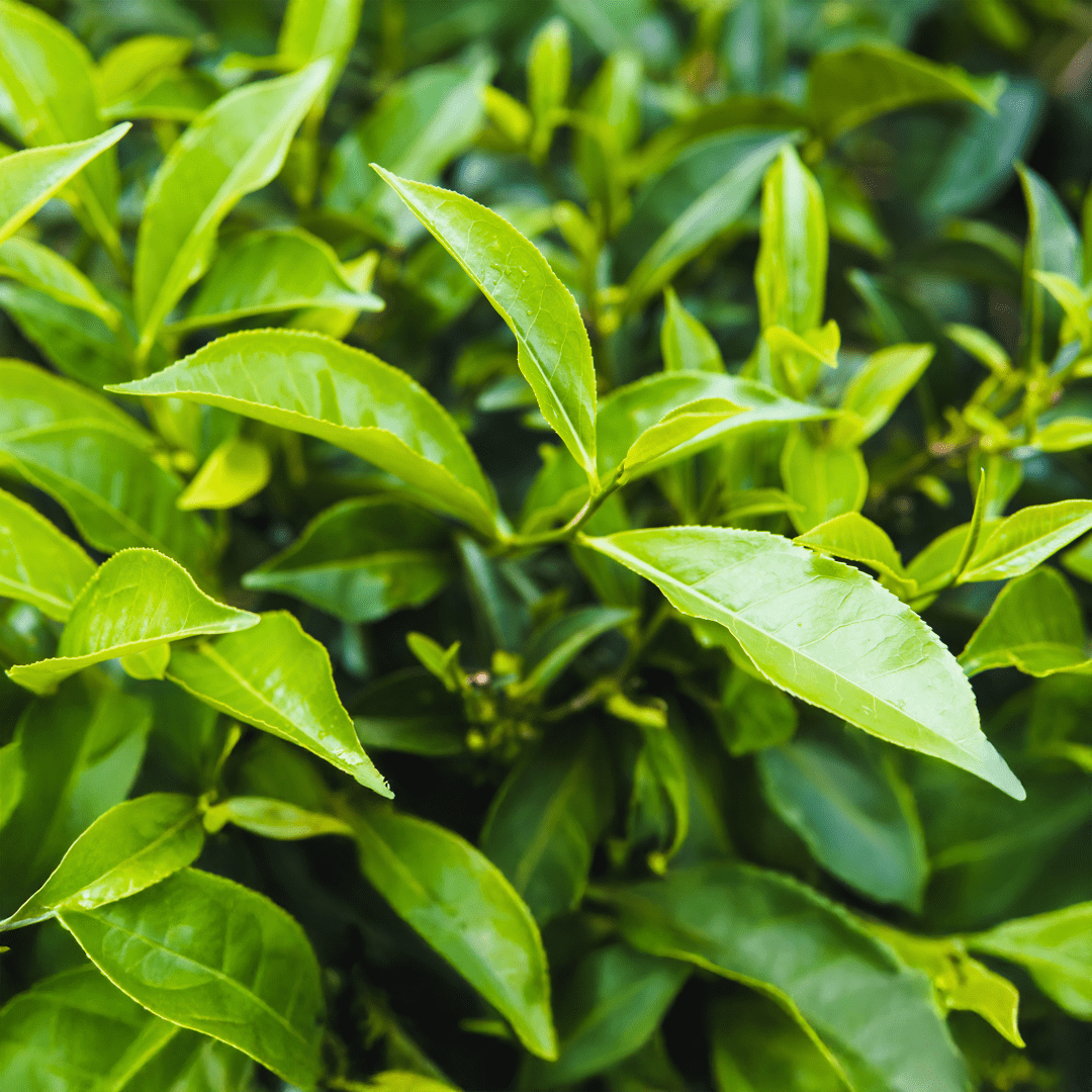 Erva-Mate comprar planta Portugal CantoVerde.pt