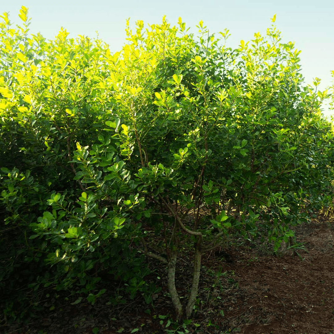 Erva-Mate comprar planta Portugal CantoVerde.pt